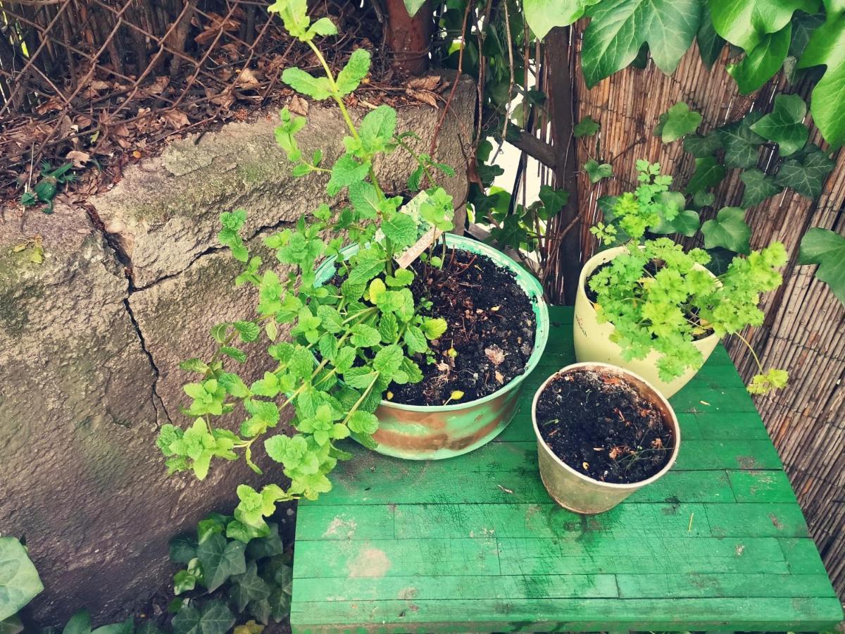 Flat In Historic Villa With Your Own Private Garden, Near City Park 부다페스트 외부 사진